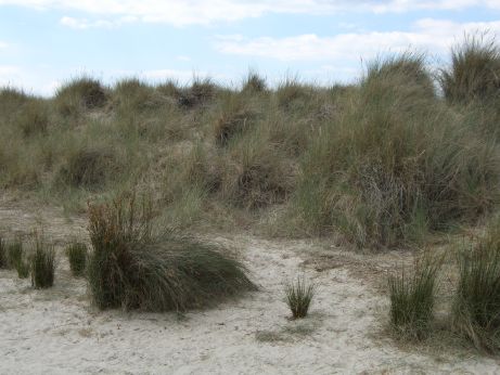 Photograph of a sand dune well populated with grasses and sedges