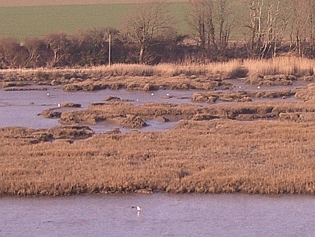 Photograph of a salt marsh and mud flats at low tide